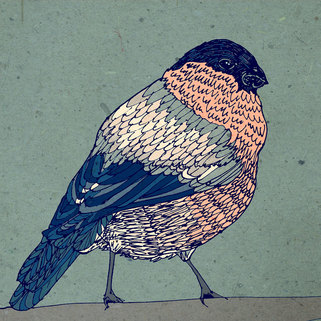 A drawing of a bullfinch with digitised colour.