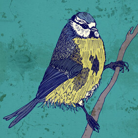 A drawing of a blue tit with digitised colour.