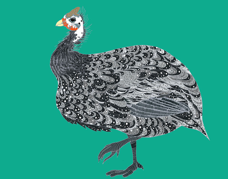 A drawing of a guinea fowl with digitised colour.