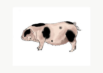A drawing of a spotty pig.