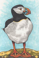 A drawing of a Puffin.