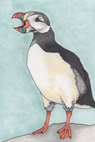 A drawing of a Puffin.