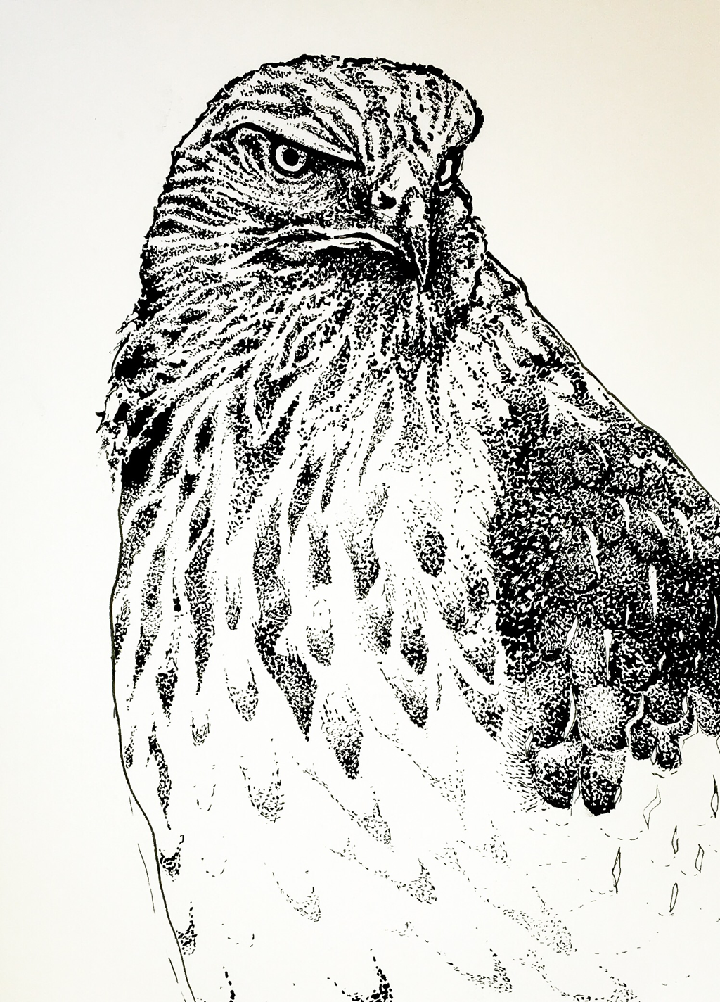 A pen and ink, dot-work drawing of a hawk.